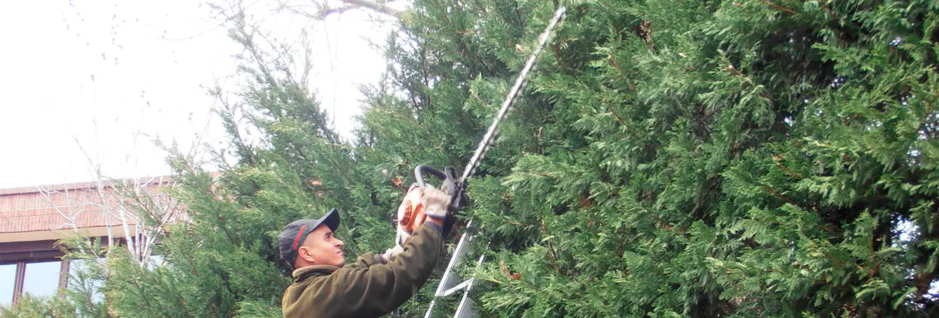 ¿La poda se debe realizar cada año? ¿La poda se debe realizar cada año?