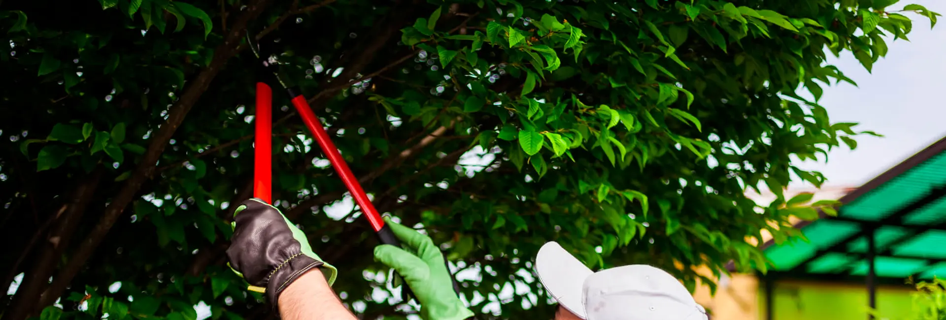 Todo lo que necesitas saber sobre la poda de árboles