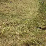 Razones para desbrozar una finca