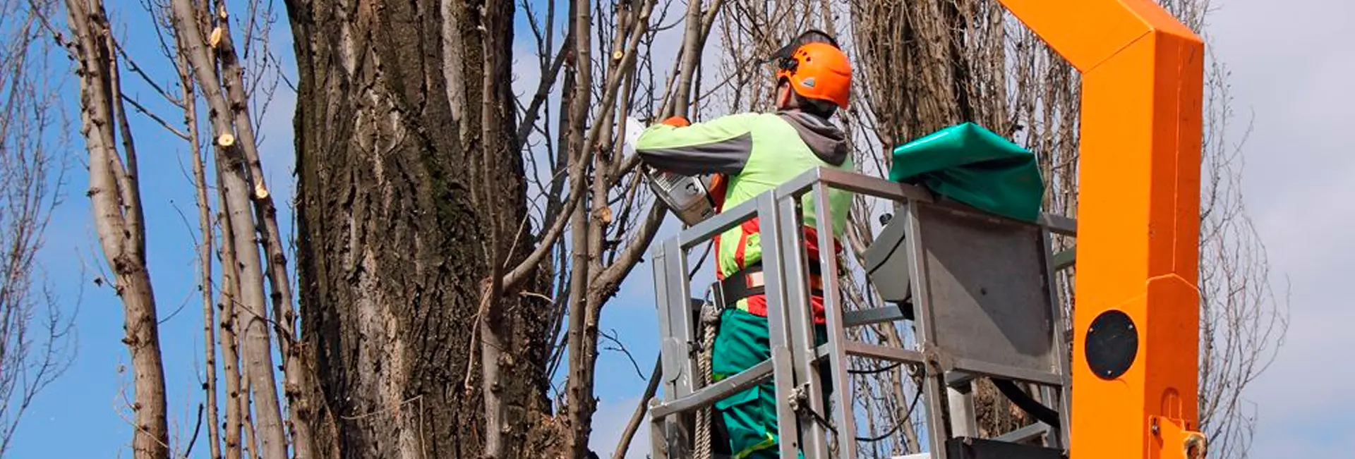 Explorando la importancia de la poda de árboles Explorando la importancia de la poda de árboles