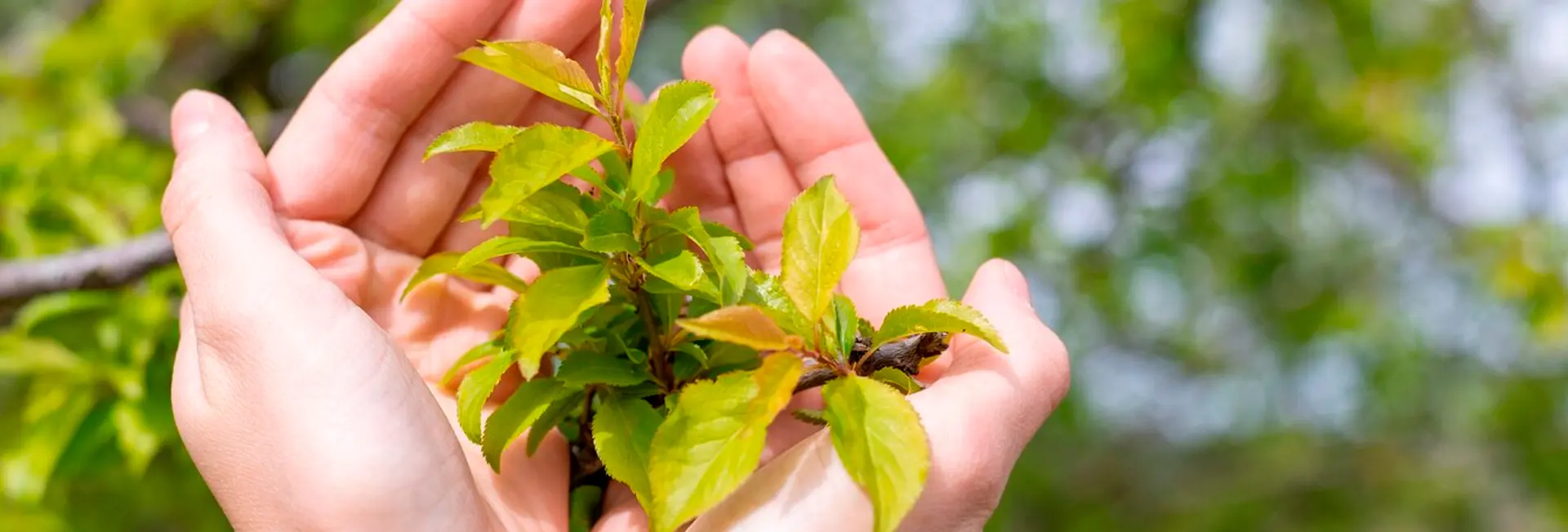 Salud arbórea: detectar y tratar problemas Salud arbórea: detectar y tratar problemas