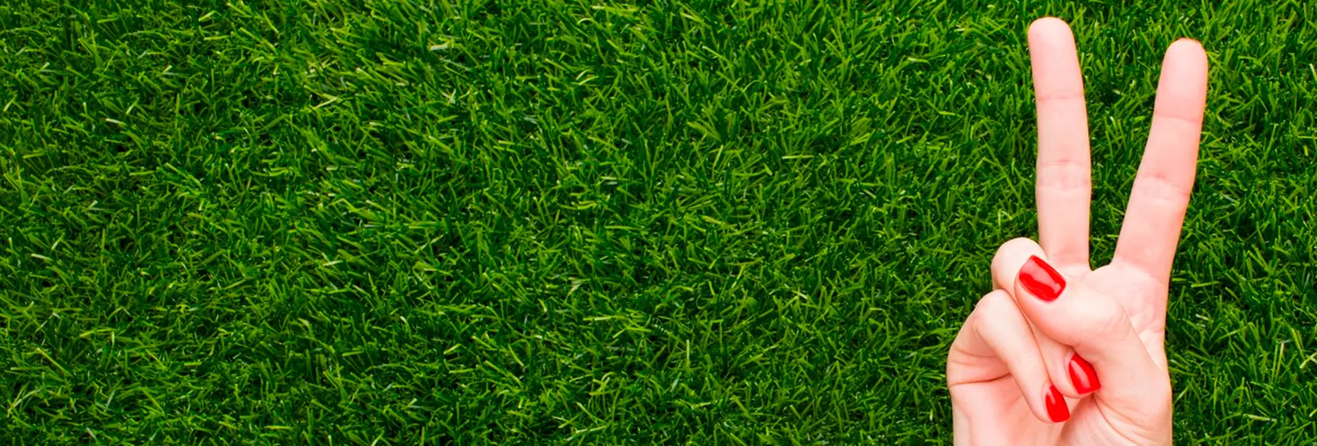 La guía definitiva para elegir el mejor La guía definitiva para elegir el mejor