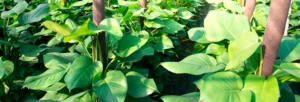 Mejores plantas para interiores: salud, estética y bajo mantenimiento